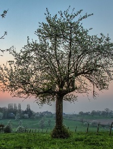 Arbre fruitier en fleurs au Pays de Herve Arbre fruitier en fleurs au Pays de Herve
